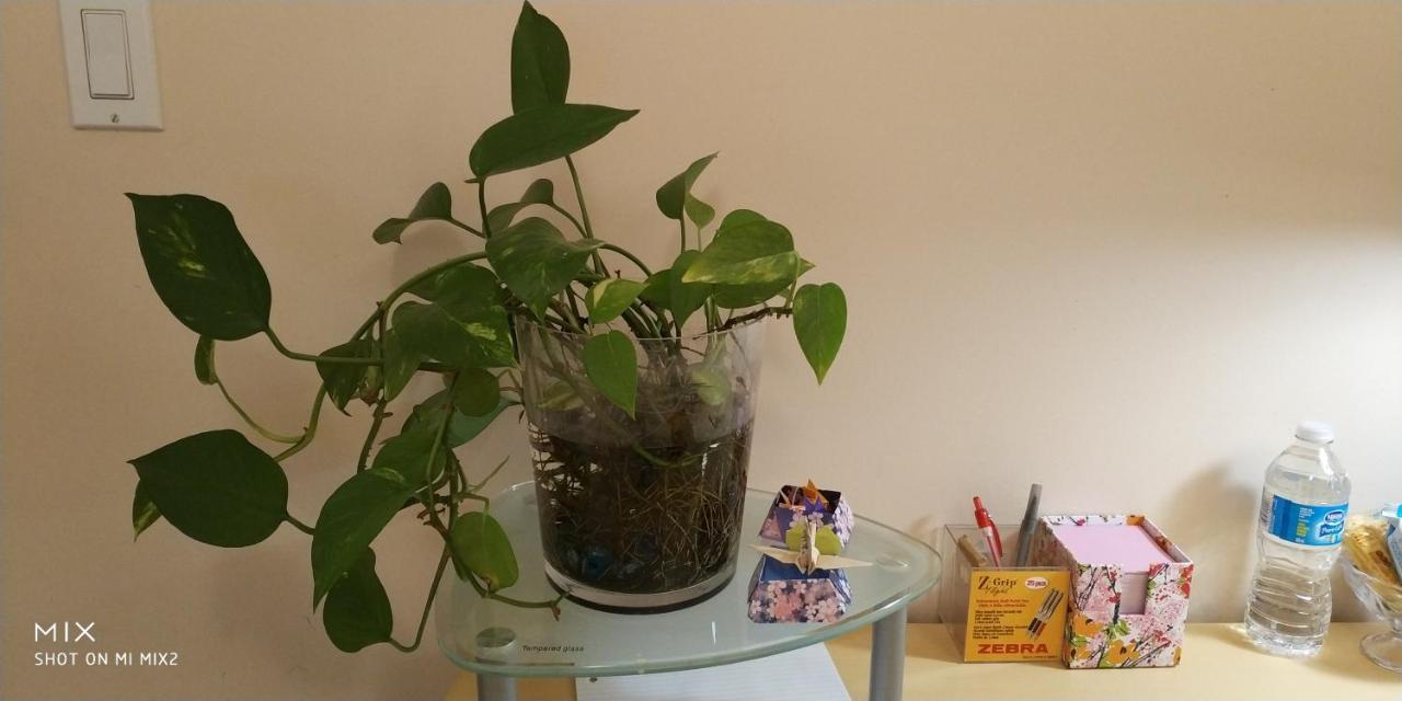 Helen'S House / Close To Skytrain And Airport Ванкувър Екстериор снимка